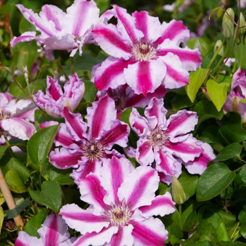 Clematis Tudor (Patens Group) - for Sale Clematis Tudor (Patens Group)