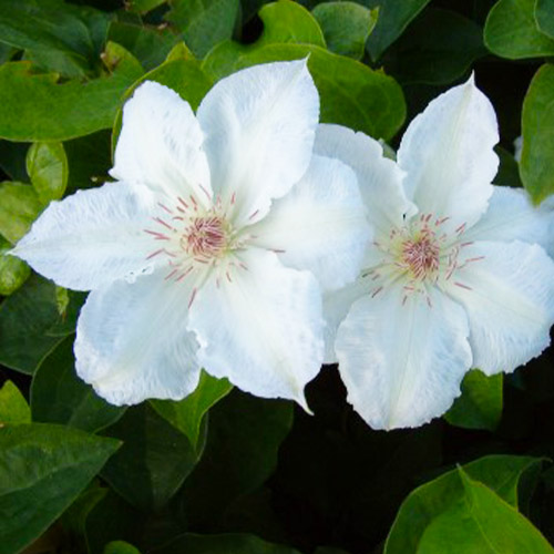 Clematis Valge Daam (Patens Group) - for Sale Clematis Valge Daam (Patens Group)
