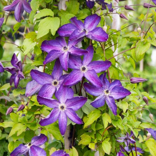 Clematis Venosa Violacea (Viticella Group) - for Sale Clematis Venosa Violacea (Viticella Group)