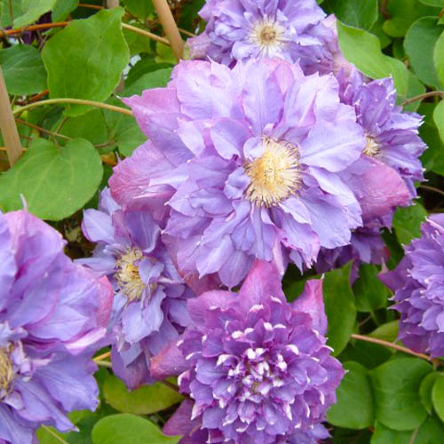 Clematis Vyvyan Pennell (Patens Group) - for Sale Clematis Vyvyan Pennell (Patens Group)