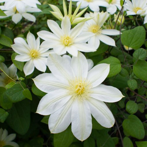Clematis Wadas Primrose (Patens Group) - for Sale Clematis Wadas Primrose (Patens Group)