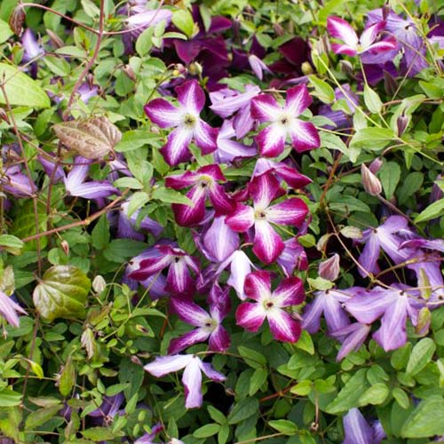 Clematis Walenburg (Viticella Group) - for Sale Clematis Walenburg (Viticella Group)