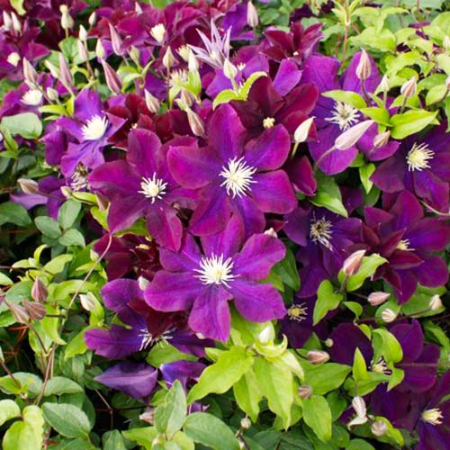 Clematis Warszawska Nike (Patens Group) - for Sale Clematis Warszawska Nike (Patens Group)