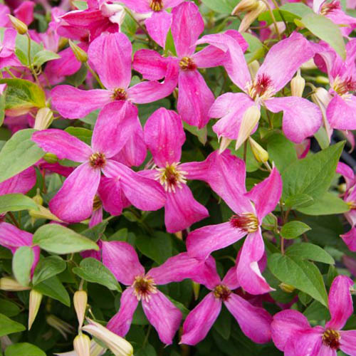 Clematis WONDERFUL (Viticella Gruppe) - for Sale Clematis WONDERFUL (Viticella Gruppe)