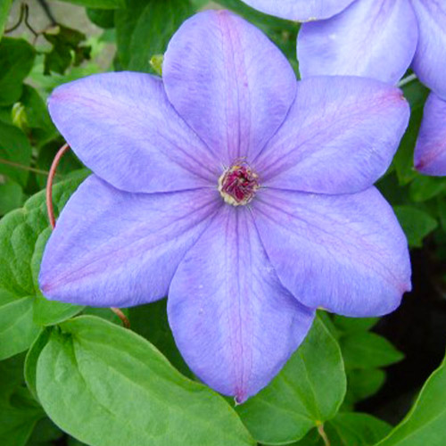 Clematis Xerxes (Patens Group) - for Sale Clematis Xerxes (Patens Group)