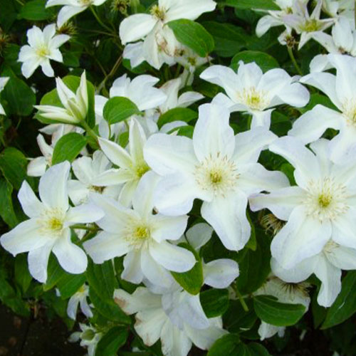 Clematis Yukikomachi (Patens Group) - for Sale Clematis Yukikomachi (Patens Group)
