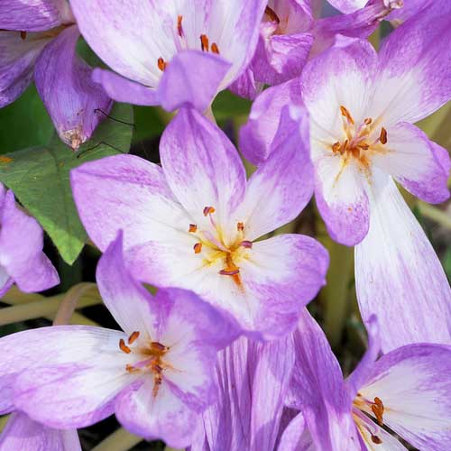 Colchicum Dick Trotter - for Sale Colchicum Dick Trotter