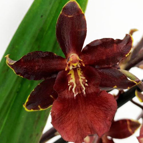 Colmonara (Orchid) Black Cat - for Sale Colmonara (Orchid) Black Cat