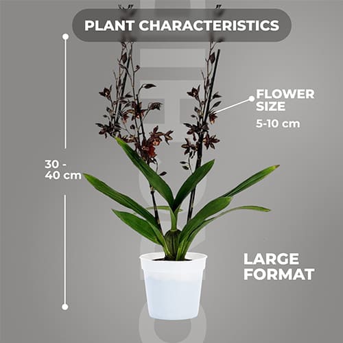 Colmonara (Orchid) Black Cat - for Sale Colmonara (Orchid) Black Cat