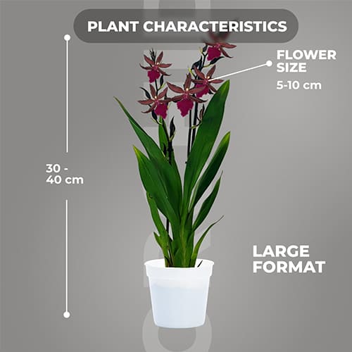 Colmonara (Orchid) Speedy - for Sale Colmonara (Orchid) Speedy