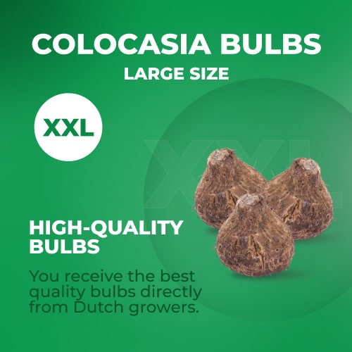 Colocasia esculenta - for Sale Colocasia esculenta