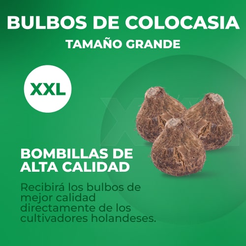 Colocasia esculenta - for Sale Colocasia esculenta