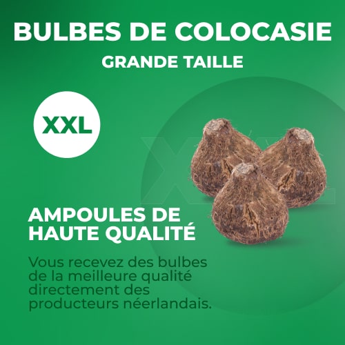 Colocasia esculenta - for Sale Colocasia esculenta