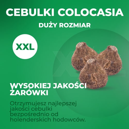 Colocasia esculenta - for Sale Colocasia esculenta