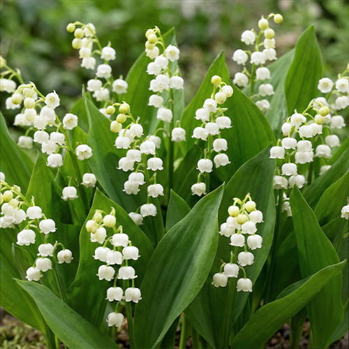 Convallaria (majalis) Bridal Choice - for Sale Convallaria (majalis) Bridal Choice