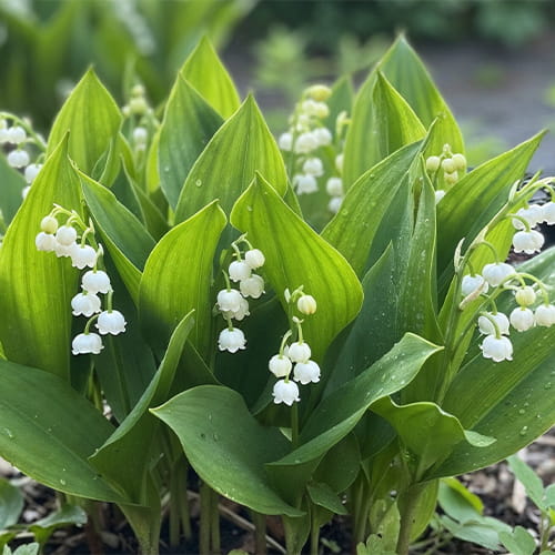 Convallaria (majalis) Hardwick Hall - for Sale Convallaria (majalis) Hardwick Hall