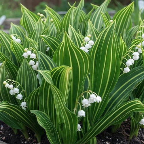 Convallaria (majalis) Hofheim - for Sale Convallaria (majalis) Hofheim