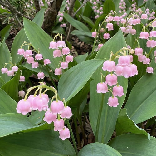 Convallaria (majalis) Rosea - for Sale Convallaria (majalis) Rosea