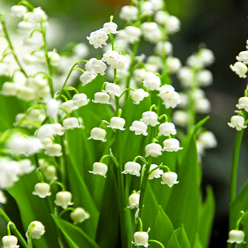 Convallaria (majalis) - for Sale Convallaria (majalis)
