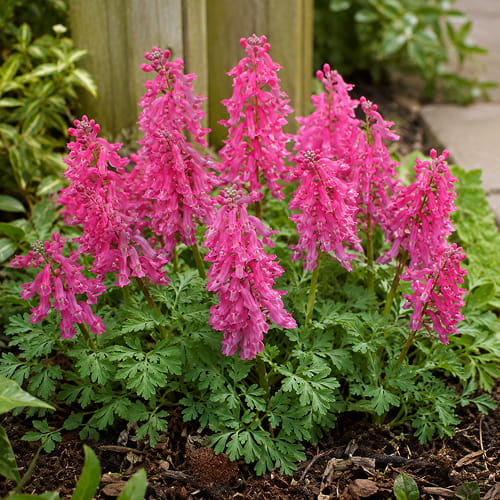 Corydalis Beth Evans - for Sale Corydalis Beth Evans