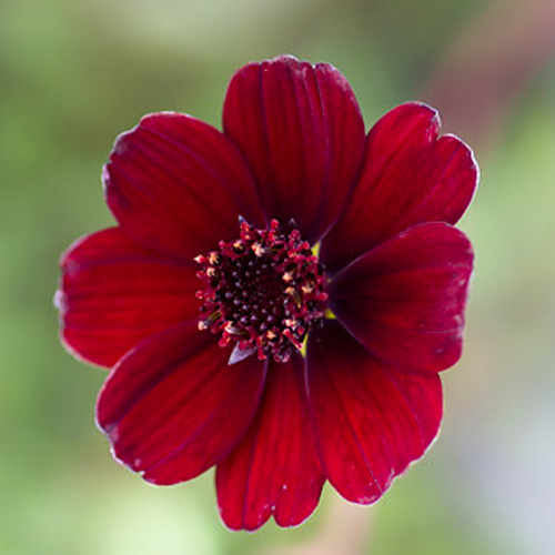 Cosmos (atrosanguineus) - for Sale Cosmos (atrosanguineus)