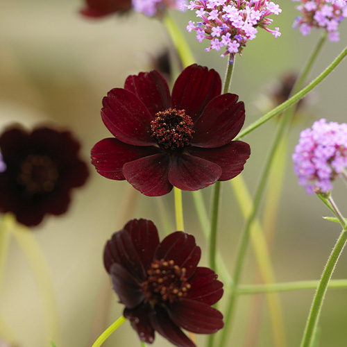 Cosmos (atrosanguineus) - for Sale Cosmos (atrosanguineus)