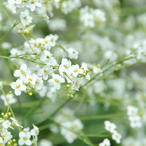 Crambe (cordifolia) - for Sale Crambe (cordifolia)