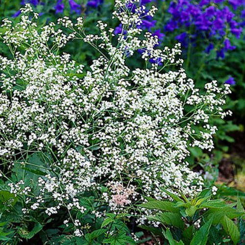 Crambe (cordifolia) - for Sale Crambe (cordifolia)