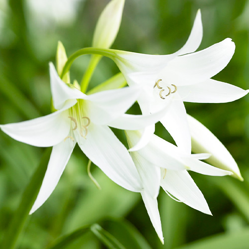 Crinum Album - for Sale Crinum Album
