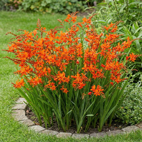 Crocosmia Masonorum - for Sale Crocosmia Masonorum