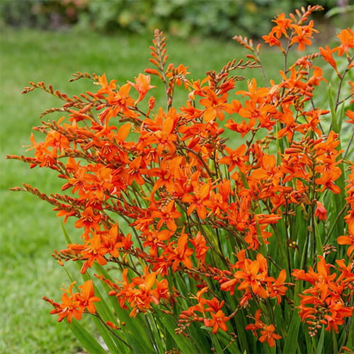 Crocosmia Masonorum - for Sale Crocosmia Masonorum