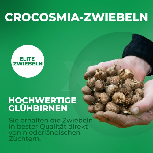 Crocosmia Large-Flowering Kollektionture (15 Zwiebeln) - for Sale Crocosmia Large-Flowering Kollektionture (15 Zwiebeln)