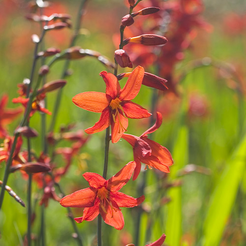Crocosmiiflora (large flowering) Babylon - for Sale Crocosmiiflora (large flowering) Babylon