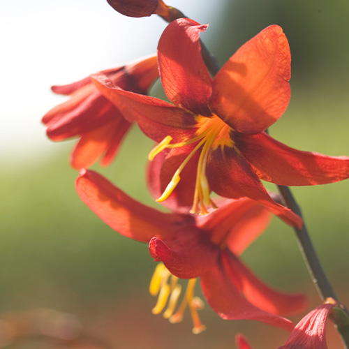 Crocosmiiflora (large flowering) Babylon - for Sale Crocosmiiflora (large flowering) Babylon