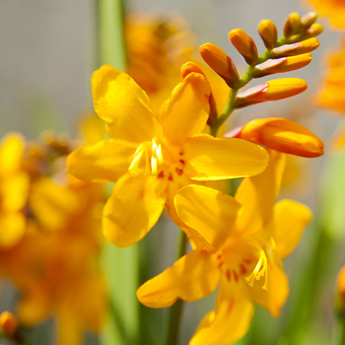 Crocosmiiflora (large flowering) Columbus - for Sale Crocosmiiflora (large flowering) Columbus