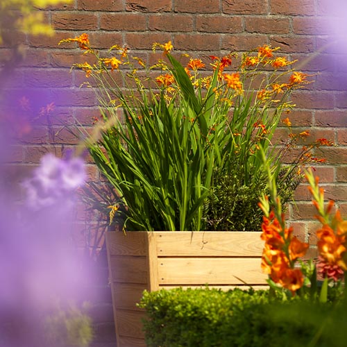 Crocosmiiflora (large flowering) Emberglow - for Sale Crocosmiiflora (large flowering) Emberglow