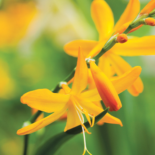 Crocosmiiflora (large flowering) John Boots - for Sale Crocosmiiflora (large flowering) John Boots