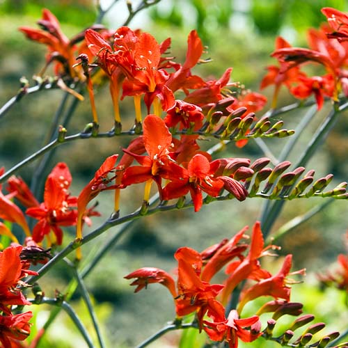 Crocosmiiflora (large flowering) Lucifer - for Sale Crocosmiiflora (large flowering) Lucifer