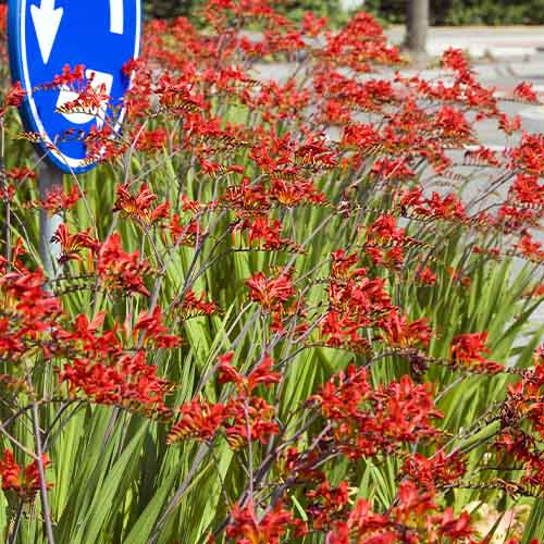 Crocosmiiflora (large flowering) Lucifer - for Sale Crocosmiiflora (large flowering) Lucifer