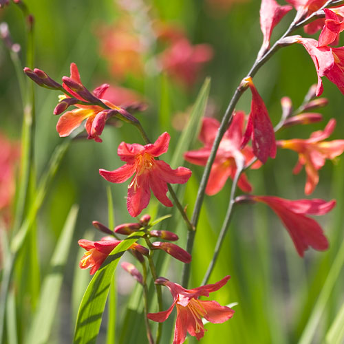 Crocosmiiflora (small flowering) Carmin Brilliant - for Sale Crocosmiiflora (small flowering) Carmin Brilliant