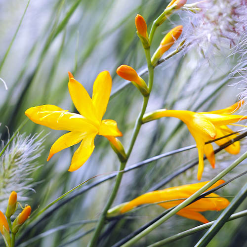 Crocosmia (piccola fioritura) George Davison - for Sale Crocosmia (piccola fioritura) George Davison