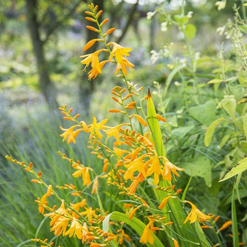 Crocosmia (piccola fioritura) George Davison - for Sale Crocosmia (piccola fioritura) George Davison