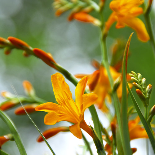 Crocosmiiflora (small flowering) Meteore - for Sale Crocosmiiflora (small flowering) Meteore