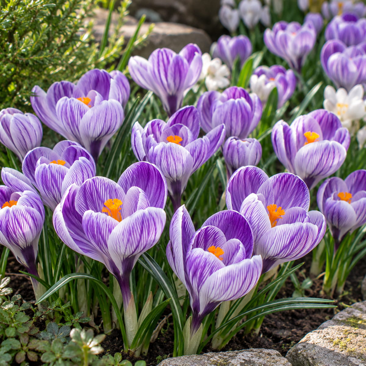 Crocus Pickwick - for Sale Crocus Pickwick