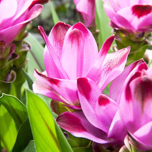 Curcuma alismatifolia - for Sale Curcuma alismatifolia