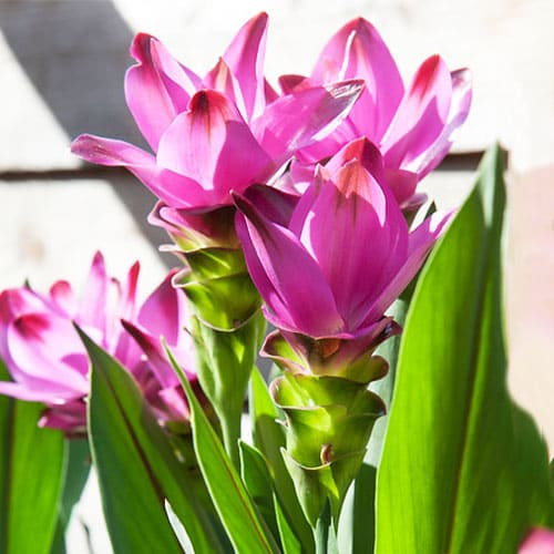 Curcuma alismatifolia - for Sale Curcuma alismatifolia