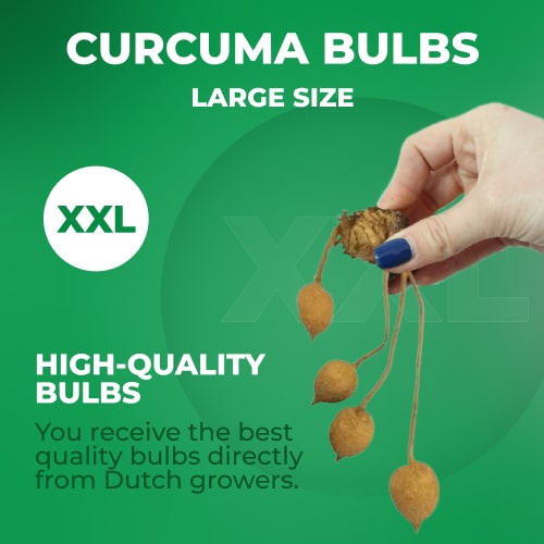 Curcuma White Wonder - for Sale Curcuma White Wonder