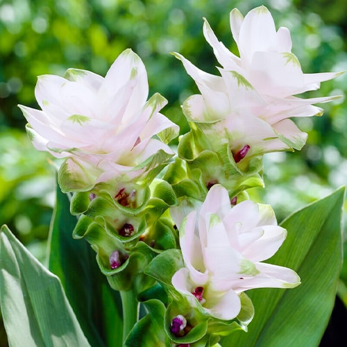 Curcuma White Wonder - for Sale Curcuma White Wonder
