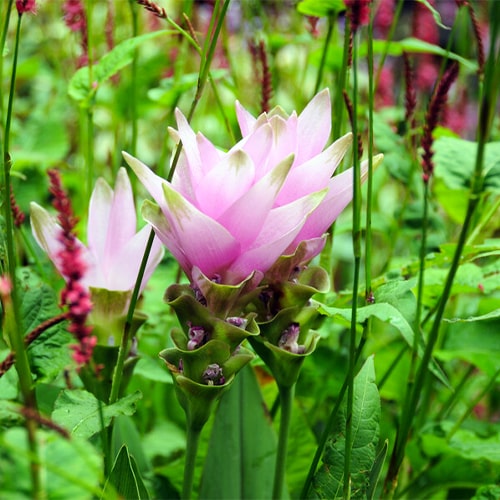 Curcuma zedoaria Pink Wonder - for Sale Curcuma zedoaria Pink Wonder