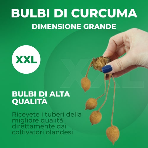 Curcuma White Wonder - for Sale Curcuma White Wonder